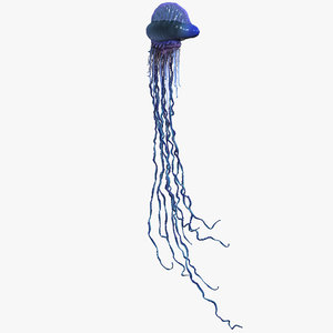 3d jellyfish portuguese man war