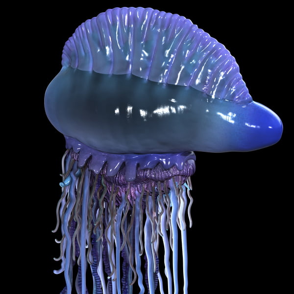 3d jellyfish portuguese man war