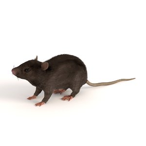 mouse mus musculus 3d 3ds