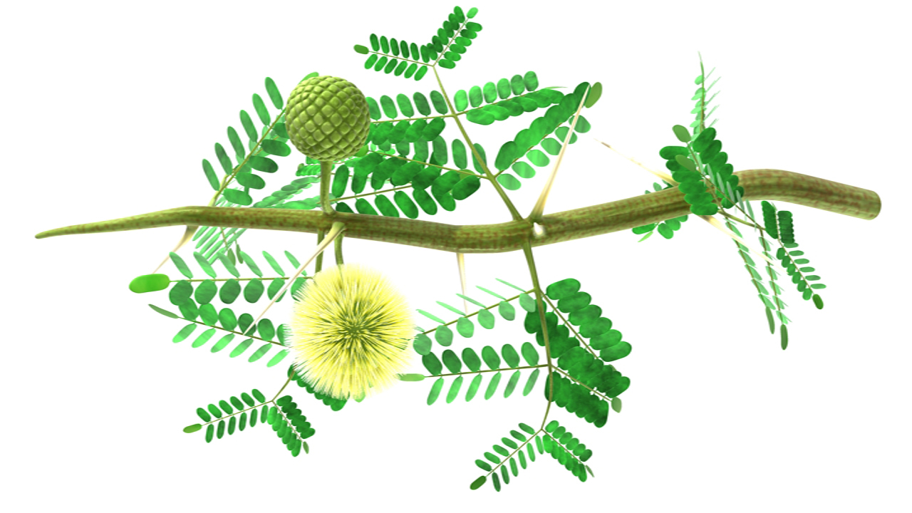 3d acacia arabica arabic