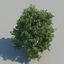 3d max chestnut tree leaf