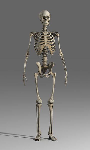 3d Ma Male Skeleton