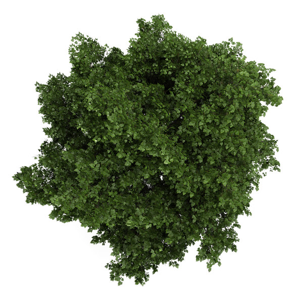 3d small leaved lime model