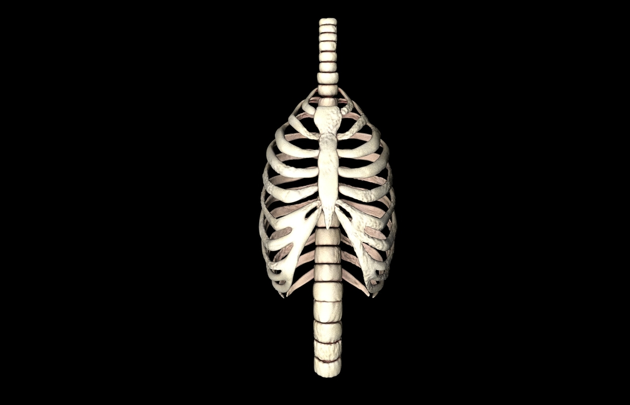 rib cage accurate obj