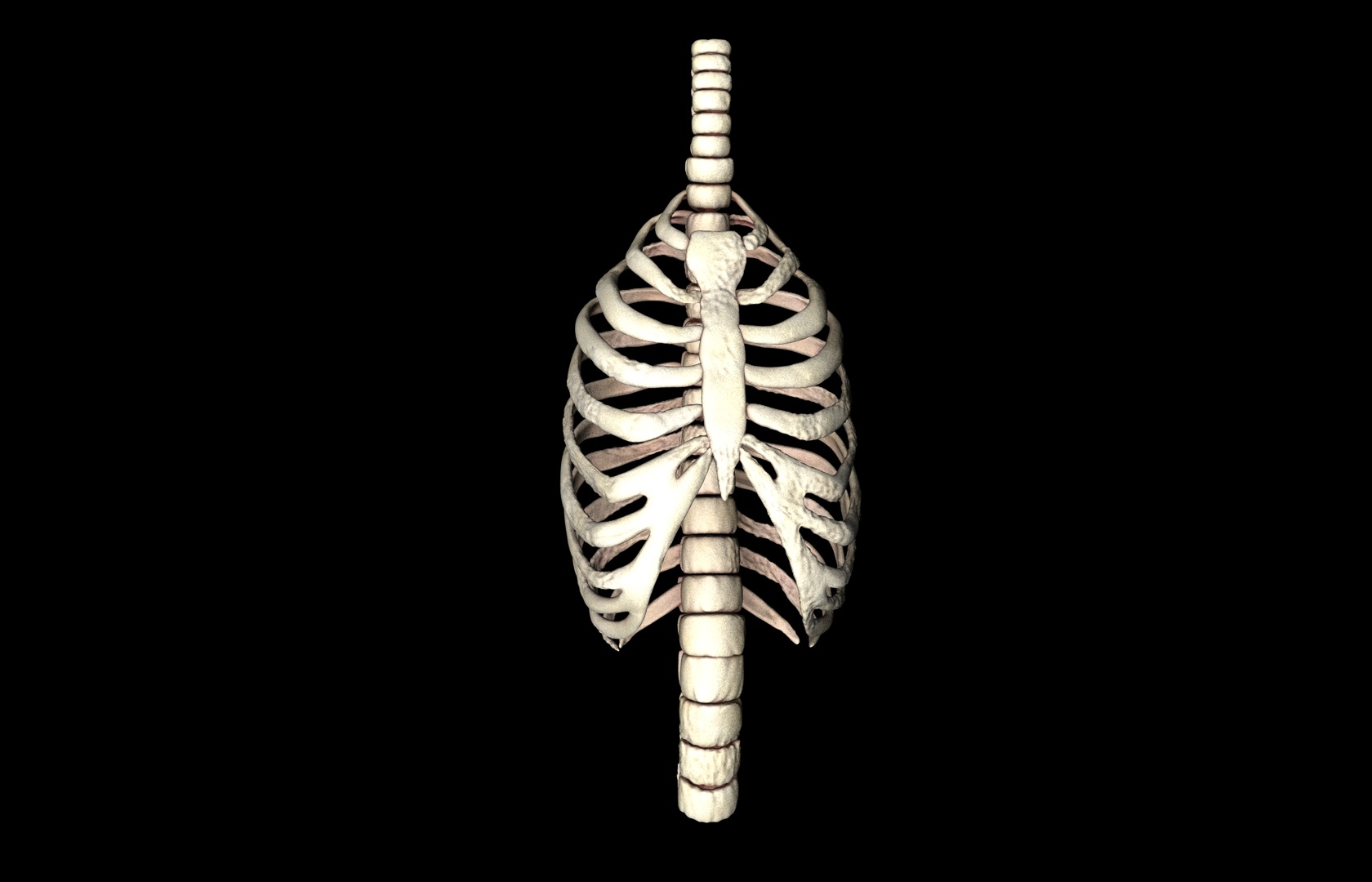 rib cage accurate obj