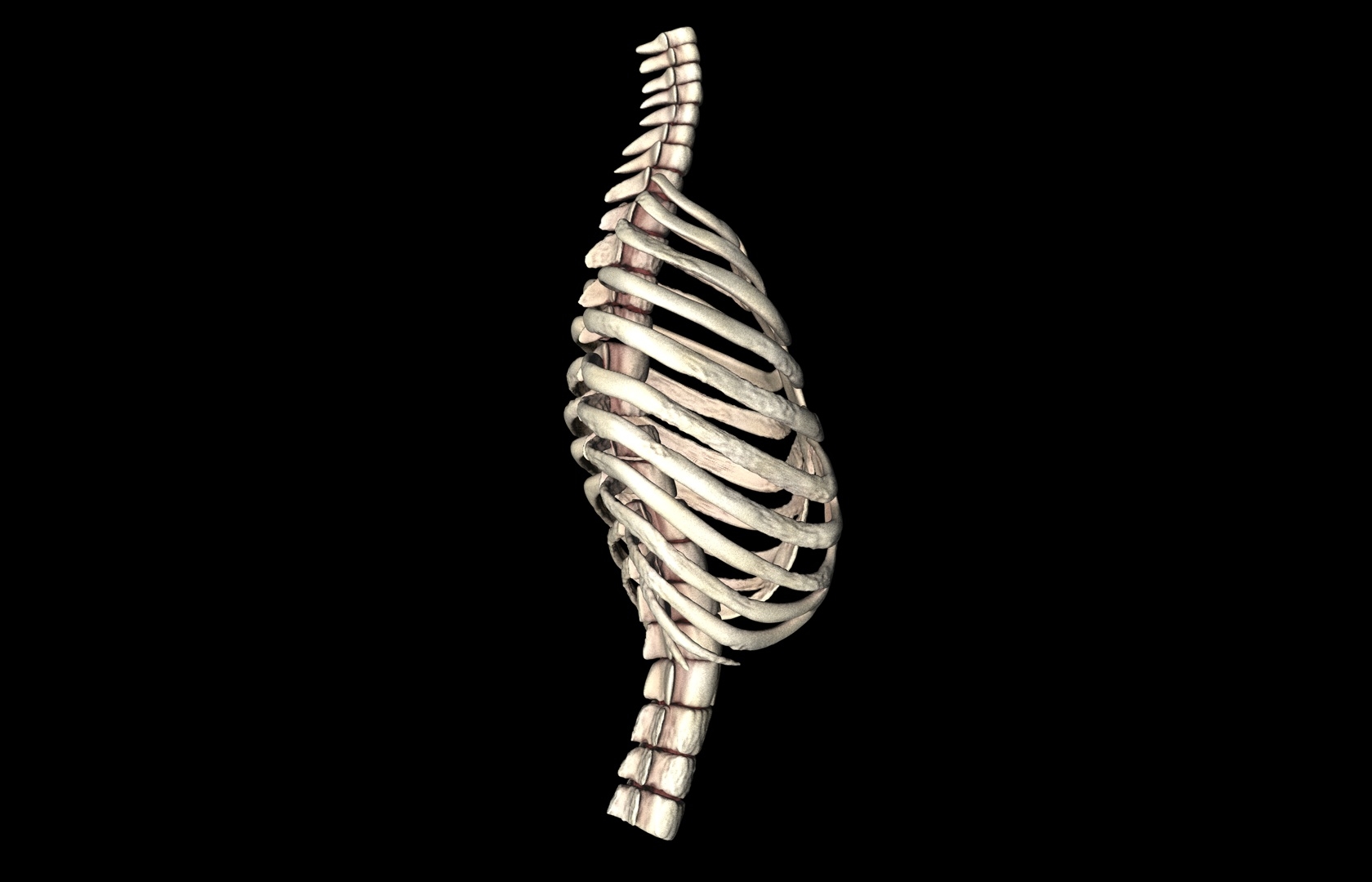 rib cage accurate obj