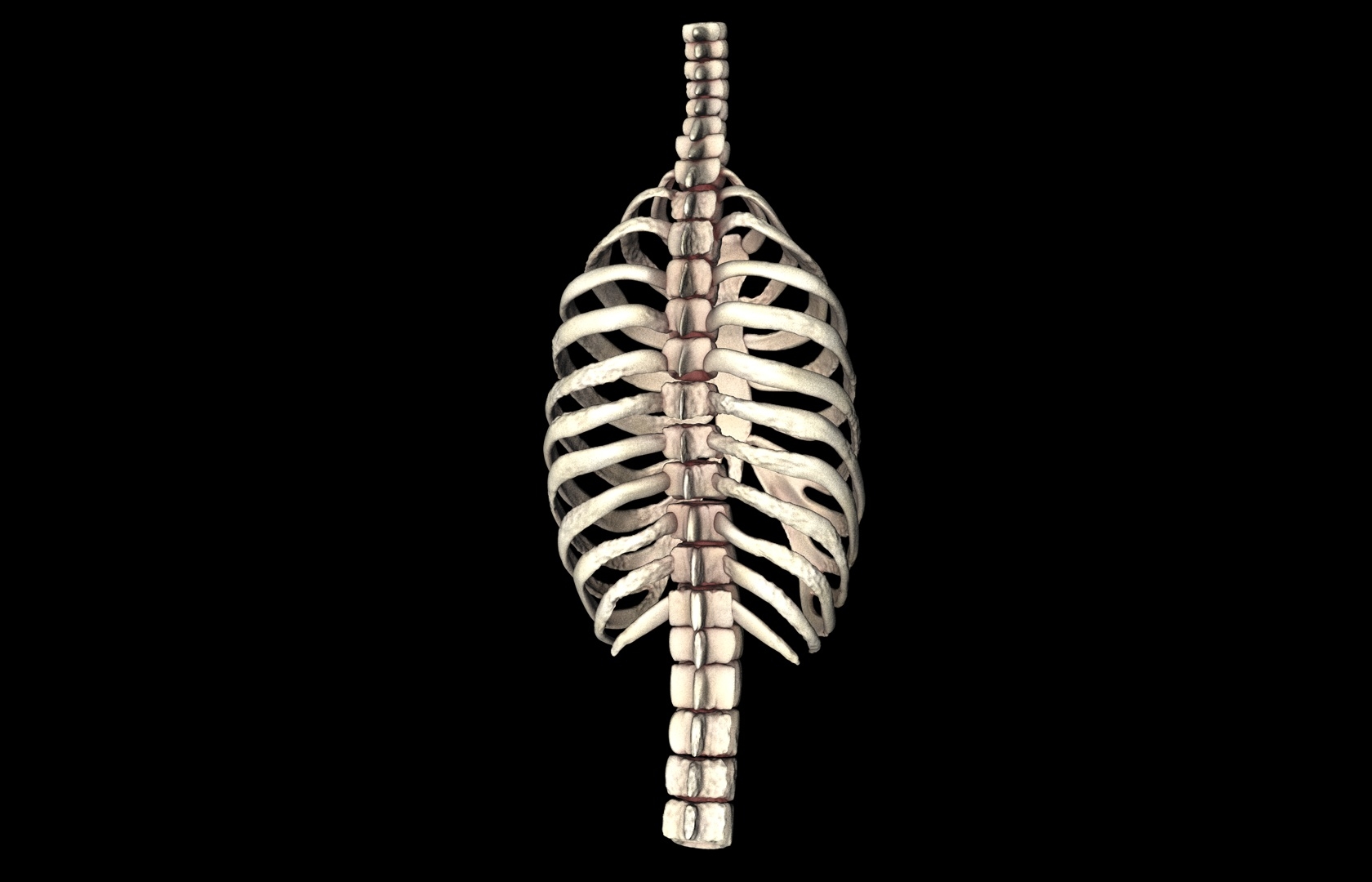 rib cage accurate obj