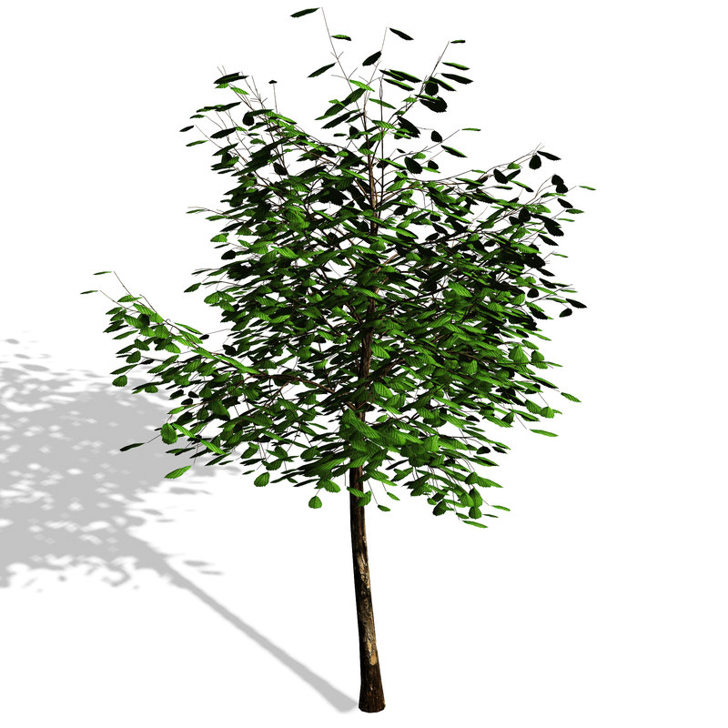 How to draw trees autocad 2010 3d drawings