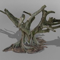 australian fig tree scanned 3d model
