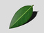 green leaf 3d model