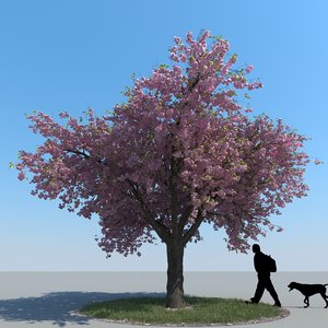3d model realistic cherry tree