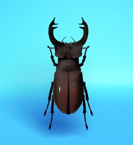 stag beetle lwo