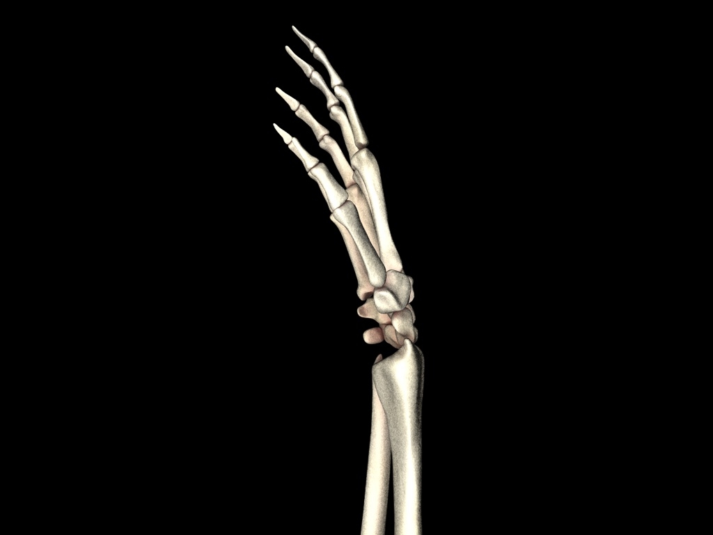 medically accurate hand bones model