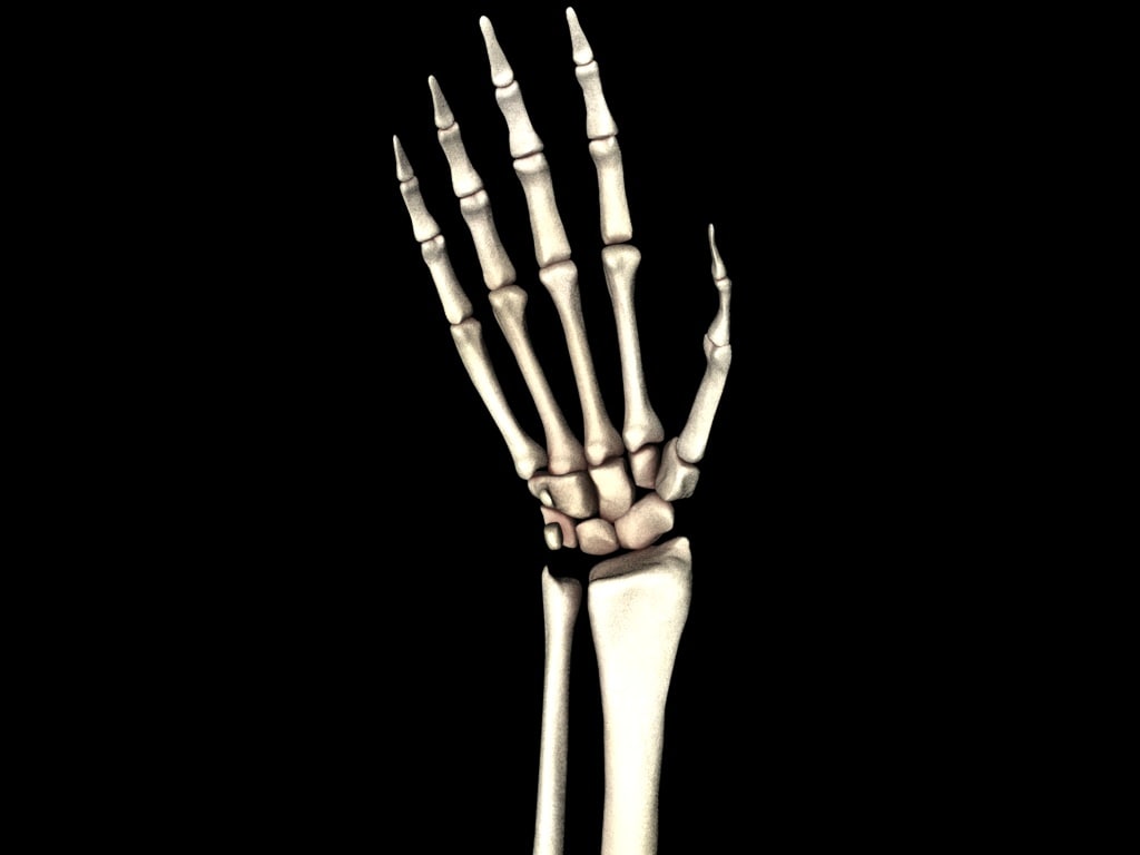 手的骨头医疗上准确3d模型3d模型