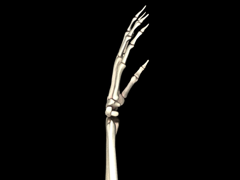 手的骨头医疗上准确3d模型3d模型