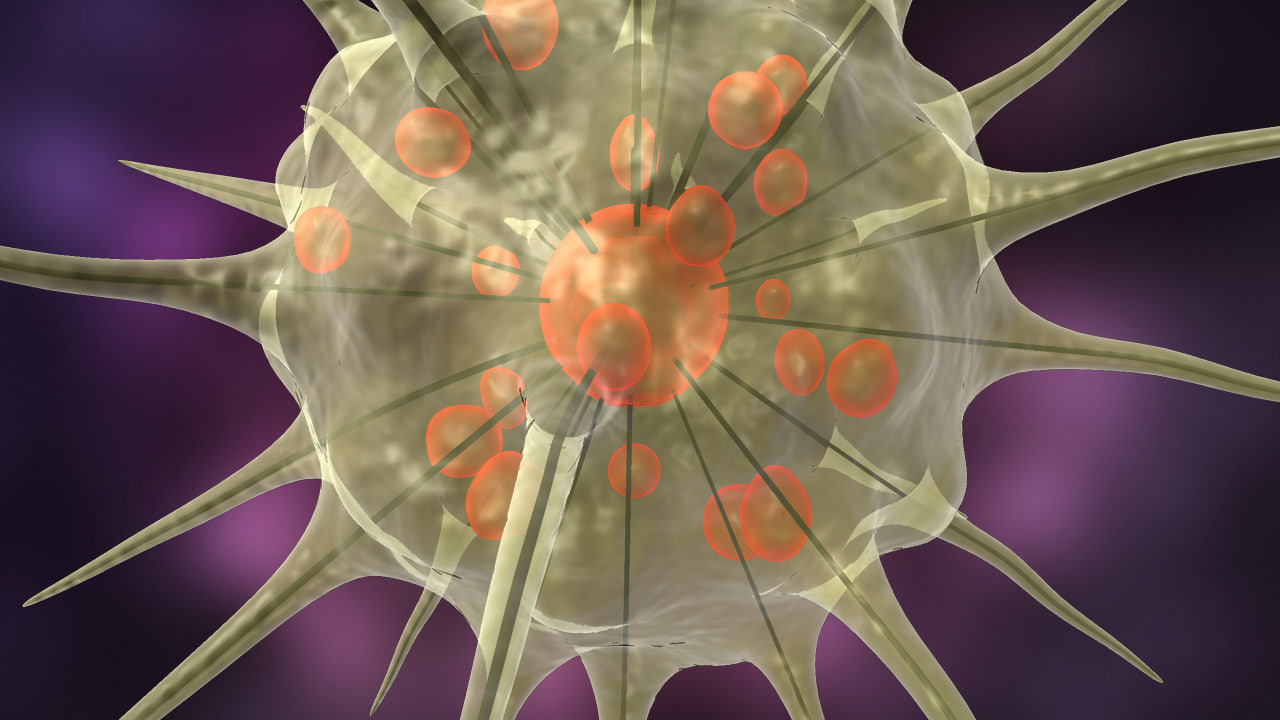 3d model actinophryids heliozoan