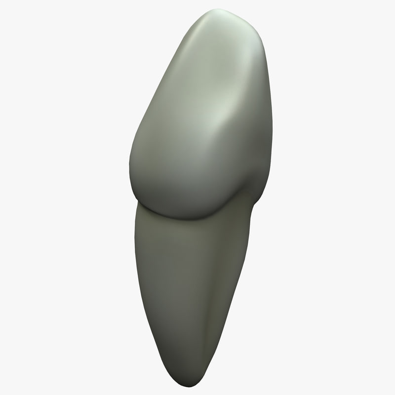 3d cuspid tooth model