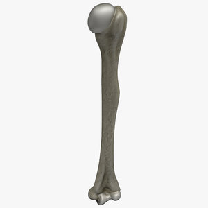 humerus bone 3d model