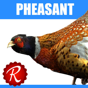3dsmax pheasant