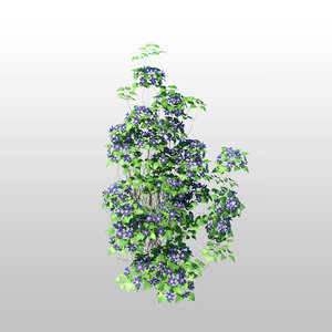 clematis plant tree 3d max