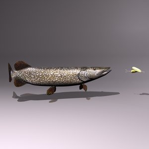 3d model northern pike