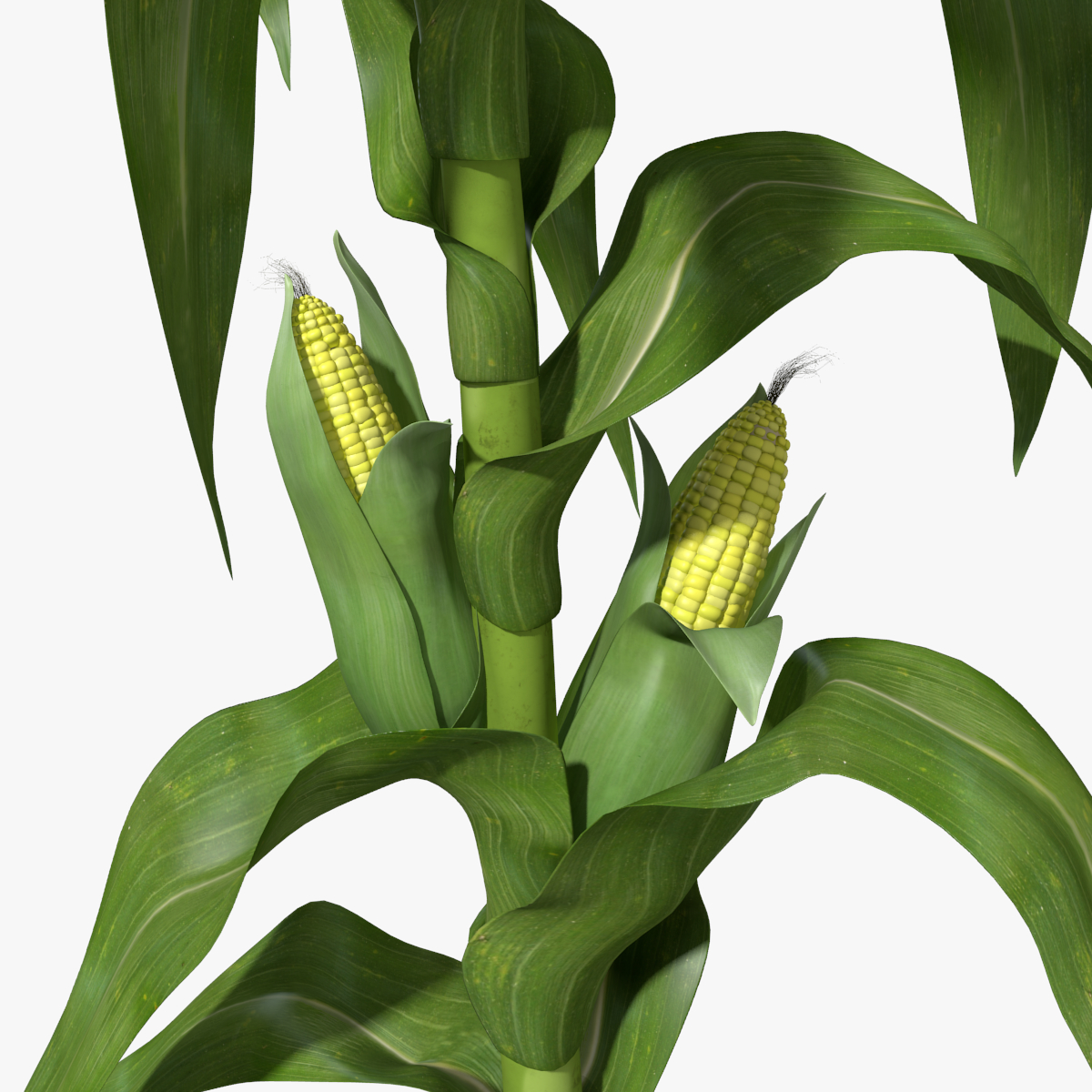 Corn Stalks for Sale: Sustainable Materials, Market Trends, and Value ...