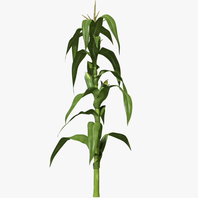 corn stalk max