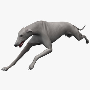 max australian greyhound 2 pose