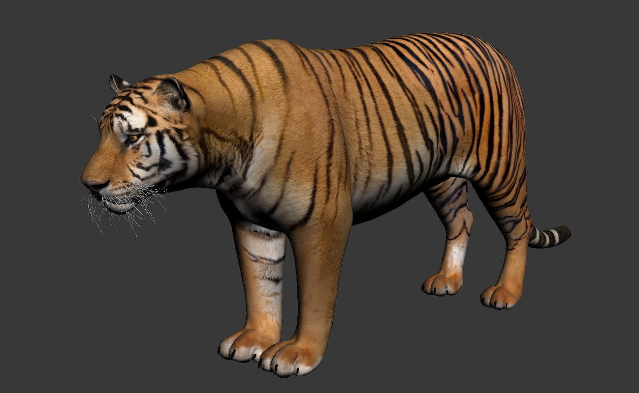 Новые модели тигр. Низко полигональная модель тигра. Тигр 3d модель. Амурский тигр 3d модель. Шерсть тигра 3д.
