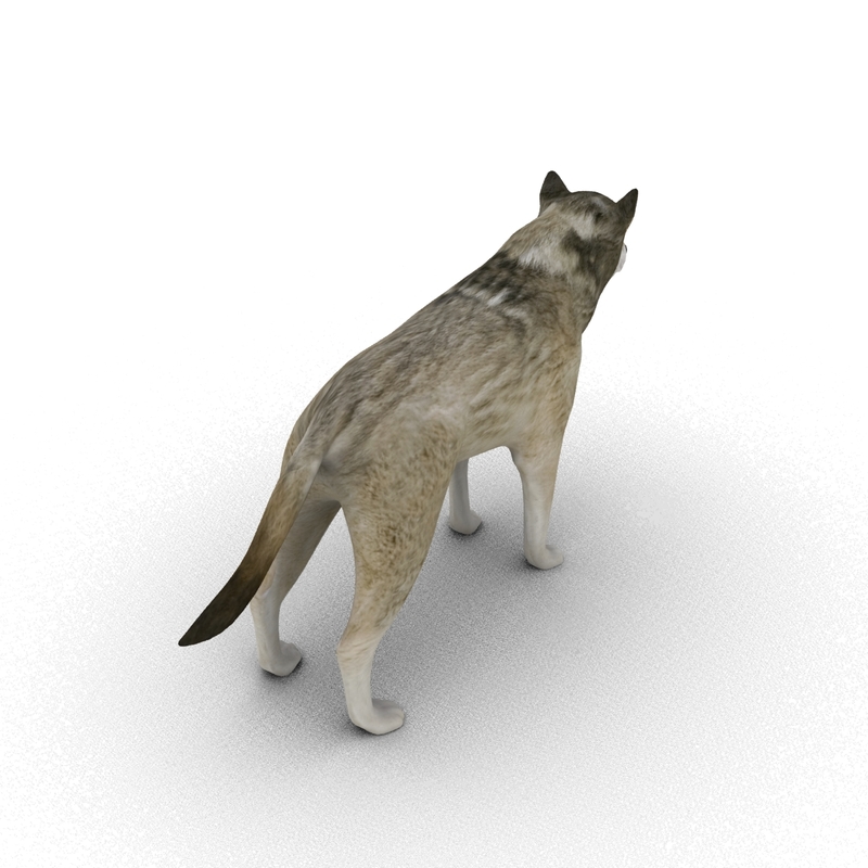 3ds wolf rigged animation