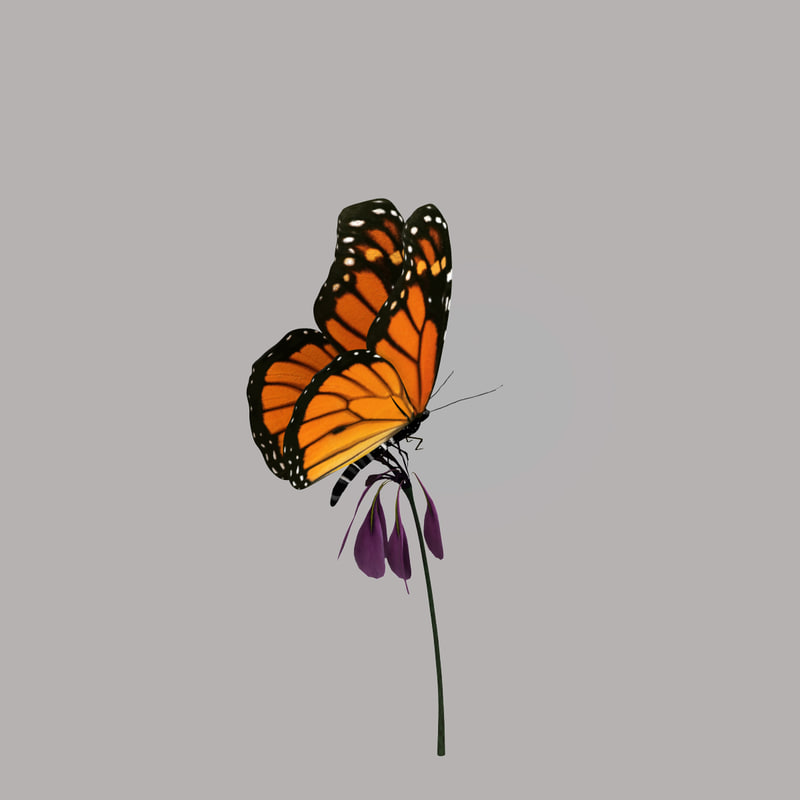 monarch butterfly flower animation 3d obj