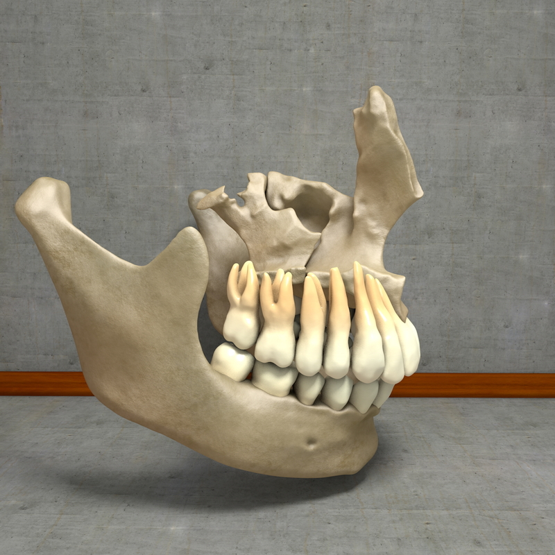 3d human jawbones teeth gums model