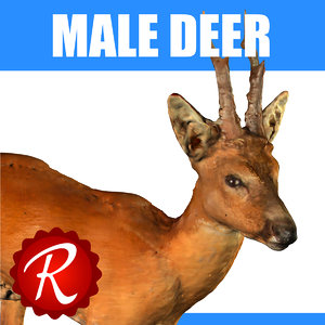 deer 3d model