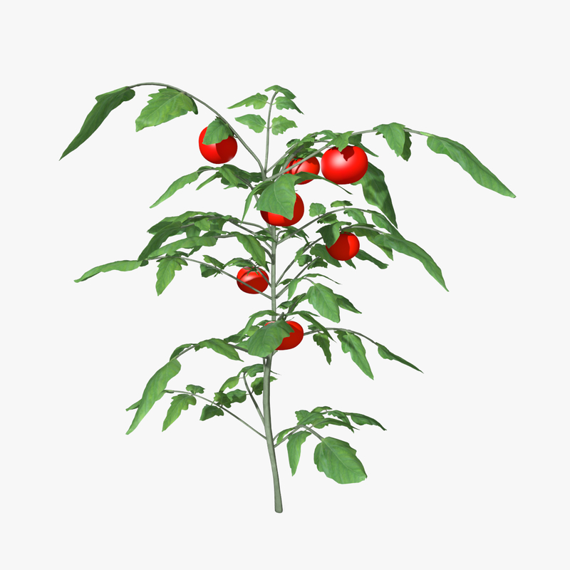 3d tomato plant model