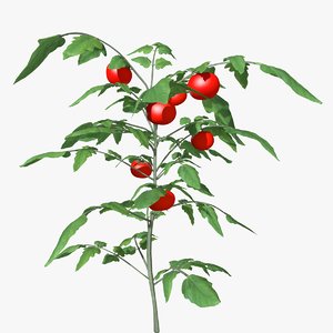 3d tomato plant model