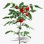 3d tomato plant model