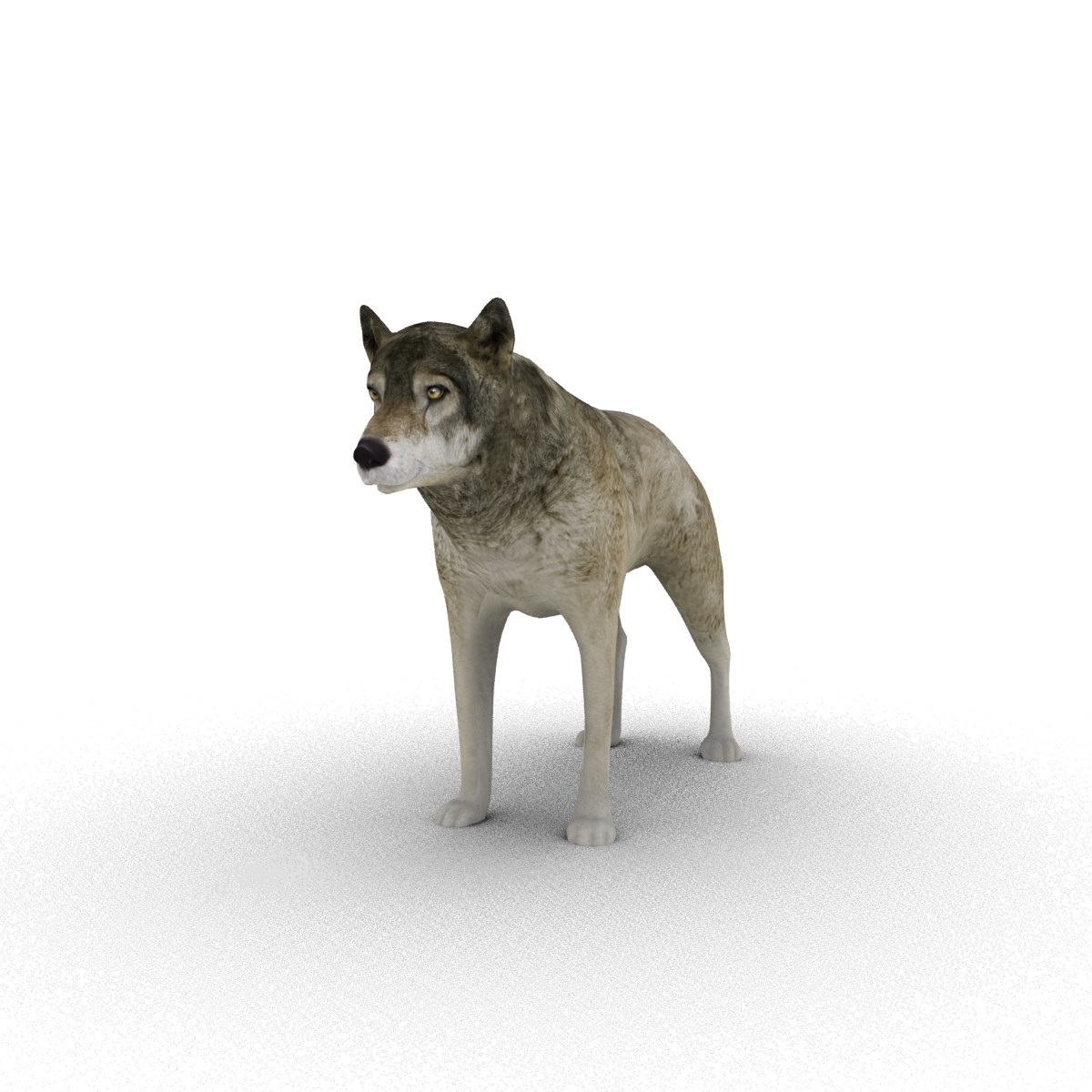 3ds wolf rigged animation