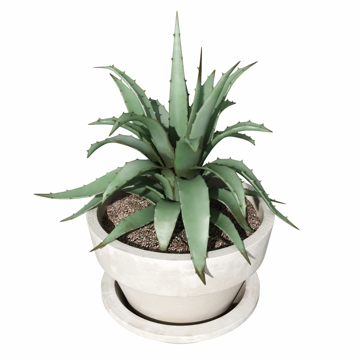 realistic aloe plant