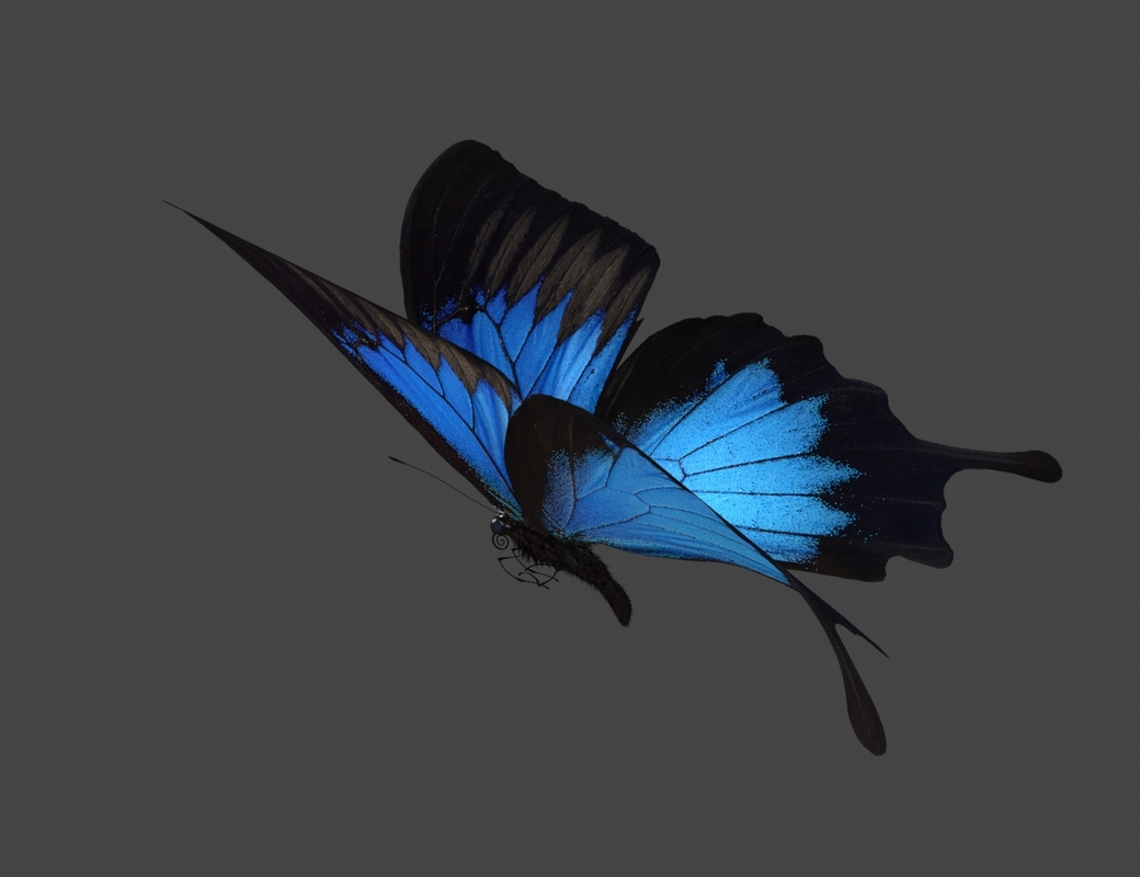 max flying butterfly