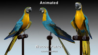 Macaw Parrot