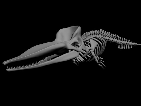 skeleton diplodocus