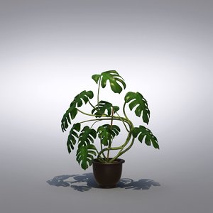 max philodendron monstera floor plant