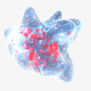 3d model protozoan amoeba proteus