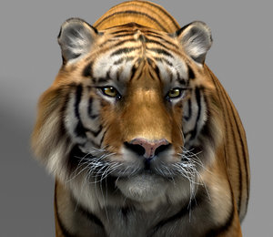 3d model tiger animation fur