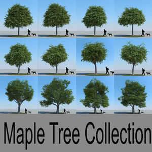 3d model maple trees