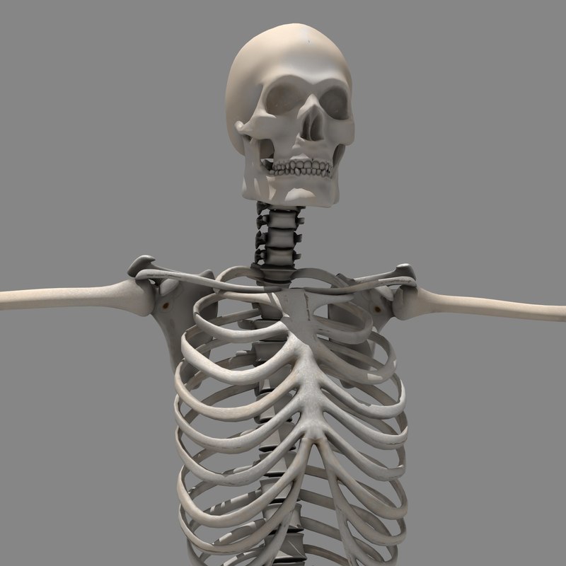 Obj Human Skeleton