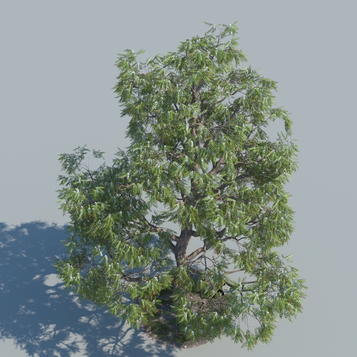 realistic robinia trees max