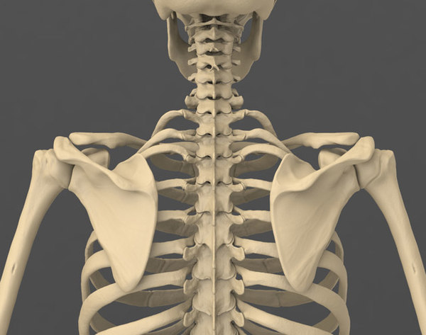 3d model human male skeleton exact