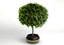 3ds max small decorative tree
