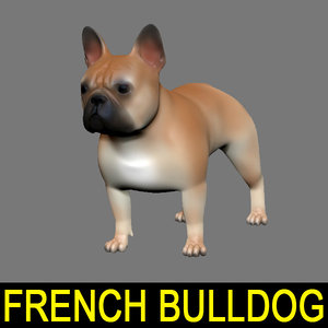lwo french bulldog